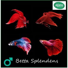 Pez Luchador - Betta splendens